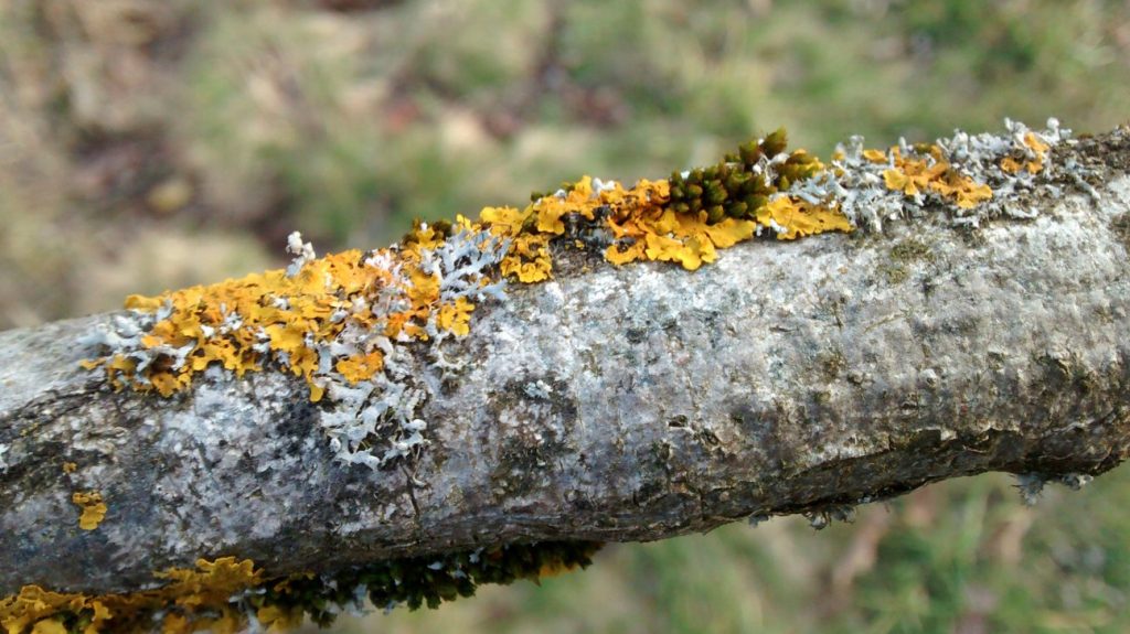 Yellow Lichen on Branch