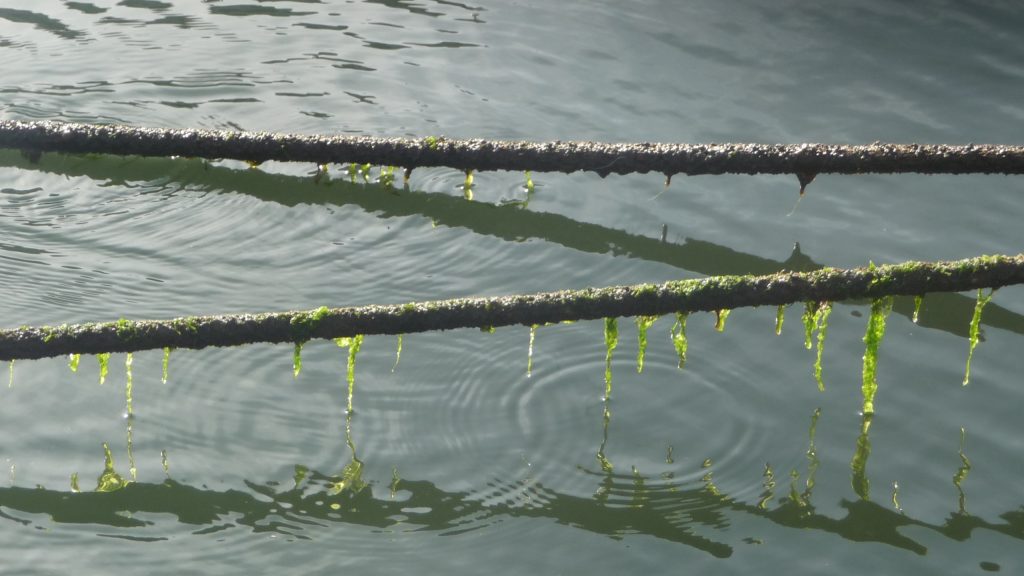 rope, algae, sea, ripples